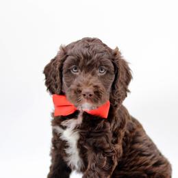 Mr Red - Liver and white male Springerdoodle puppy in Kendall, New York from Family Raised Doodles