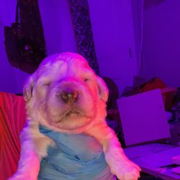 Maltipoo Puppies from JJR Doggie World LLC