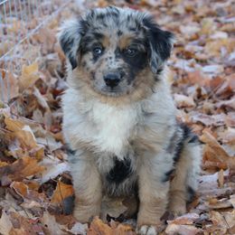 Boy 2 - Miniature Australian Shepherd puppy from HaVen Homestead Miniature Australian Shepherds