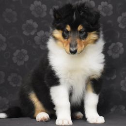 Celia - Black white and tan female Collie puppy in Danville, Pennsylvania from Brookwood Collies, Smooth & Rough