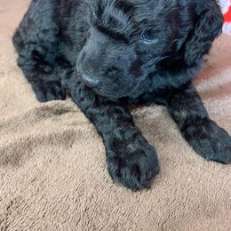 Poodle Puppies from Wonderland Kennel