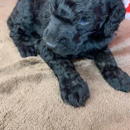 Poodle Puppies from Wonderland Kennel