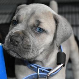 Lilac - Gray and fawn female Cane Corso puppy in Sault Ste Marie, Michigan from Willow Creek Cane Corsos