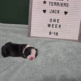 Jack - Black and white male Boston Terrier puppy in Beaverdam, Virginia from Howell Terriers