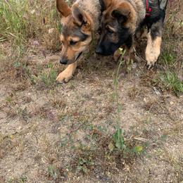 German Shepherd Puppies from Four Pines Ranch