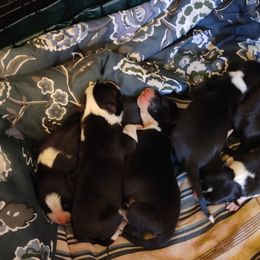 Border Collie Puppies from WRC Farms
