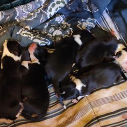 Border Collie Puppies from WRC Farms