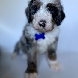 Bernedoodle Puppies from Gaston’s Posh Poodles and Doodles
