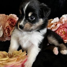 BTF9 - Black tri-color female Australian Shepherd puppy in Golden Valley, Arizona from Bright Eyes Aussies