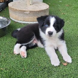 Spear - Black and white male Border Collie puppy in Morgan, Texas from Shooting Star Ranch