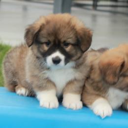 Sapphire - Blue Collar Male - Sable male Pembroke Welsh Corgi puppy in Victoria, Texas from Clear Creek Corgis