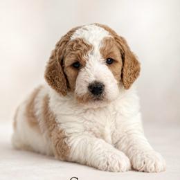 Sean - Parti male Goldendoodle puppy in Rocky Point, North Carolina from CelticDoods