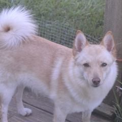 GingerSnap - Schipperke