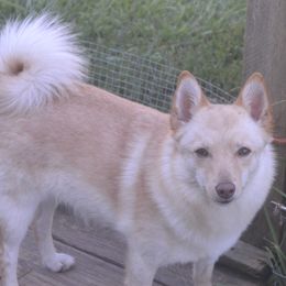 GingerSnap - Schipperke