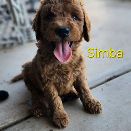Simba - Apricot male Goldendoodle puppy in Goodyear, Arizona from The Earl Dood(le)s