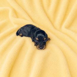 Venus - Black and tan female Dachshund puppy in Richmond, Virginia from Paw Prints