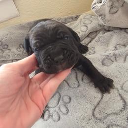 Blue Collar - Black brindle male Cane Corso puppy in Cottonport, Texas from Sweet Cane Corsos