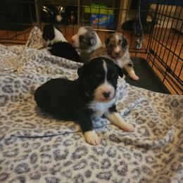 Miniature Australian Shepherd Puppies from Carter's Cuties