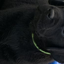 Labrador Retriever Puppies from Outlaws Labradors