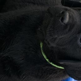 Labrador Retriever Puppies from Outlaws Labradors