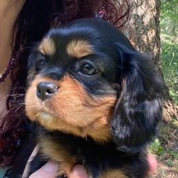 Pink - Black and tan female Cavalier King Charles Spaniel puppy in Valley, Washington from F-Stop Cavaliers