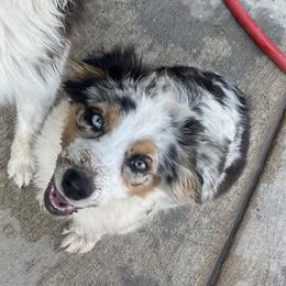 Australian Shepherd, Miniature American Shepherd, and Miniature Australian Shepherd Puppies from Painted Blue Aussies