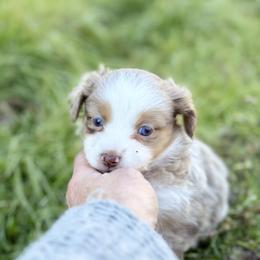 Amelia - Red merle female Miniature Australian Shepherd puppy in College Station, Texas from South Paw Toy Aussies