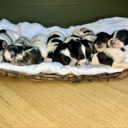 Cockapoo puppies from Sweet Tails