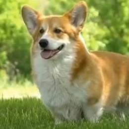 Boss - Pembroke Welsh Corgi