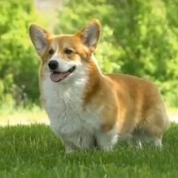 Boss - Pembroke Welsh Corgi