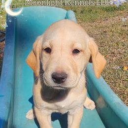 JUNI - Yellow female Labrador Retriever puppy in Elloree, South Carolina from Moonlight Kennels LLC