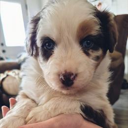 Anna-Red hq Merle Female - Red merle female Australian Shepherd puppy in Sioux Falls, Sd Area, South Dakota from Diamond Aussies N the Rough