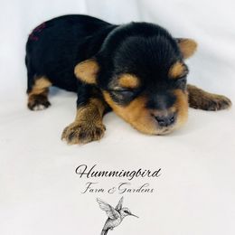 Yorkshire Terrier Puppies from Hummingbird Farm & Gardens