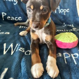 Rat Terrier Puppies from The Puppy Patch Rat Terriers