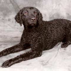 Curly-Coated Retrievers from Darkside Retrievers
