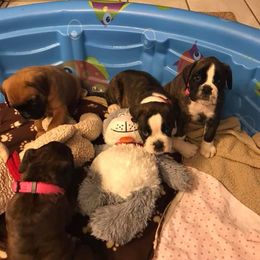 Boxer Puppies from Molly Mo Boxers