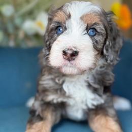 GORMAN - Tri-color male Bernedoodle puppy in Yuciapa, California from AlltheDoodlez_