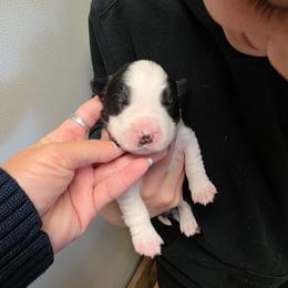 Ace - Black and white male Border Collie puppy in Ripley, Oklahoma from Adventure5 Border Collies