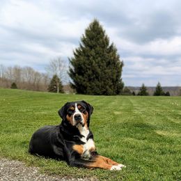 Daisy - Greater Swiss Mountain Dog
