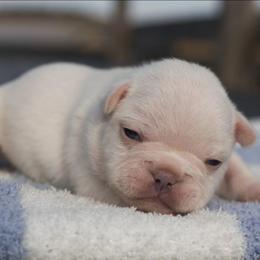 Grasshopper - Cream male French Bulldog puppy in Warsaw, New York from Hillview Kennels