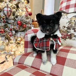 Girl - Black and white female Pomsky puppy in Leesburg, Virginia from Capital Pomsky