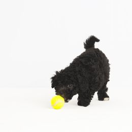 Companion Cross Puppies from CocoPuff Breeders