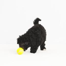 Companion Cross Puppies from CocoPuff Breeders