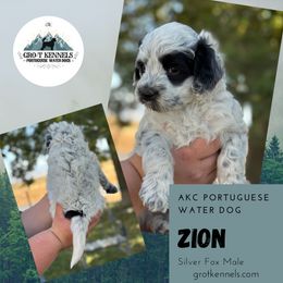 Zion - Black and white male Portuguese Water Dog puppy in Weston, Idaho from Gro-T Kennels