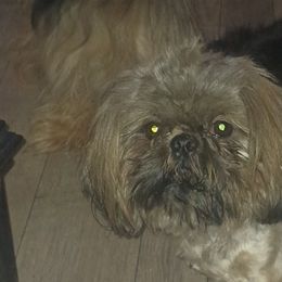 Boy 1 - Shih Tzu puppy from K&D kennels