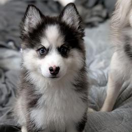 Stavro - Black and white male Pomsky puppy in Hurleyville, New York from My Crazy Pomskys
