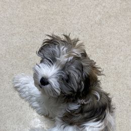 Havanese Puppies from Sandia Havanese