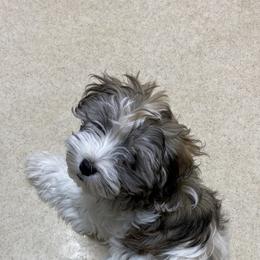 Havanese Puppies from Sandia Havanese