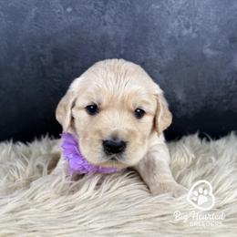 Chai - White female Companion Cross puppy in Utah County, Utah from Big Hearted Breeders
