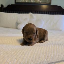 Cherry - Red  female Goldendoodle puppy in Floyd, Virginia from Hearts and Paws Poodles and Doodles
